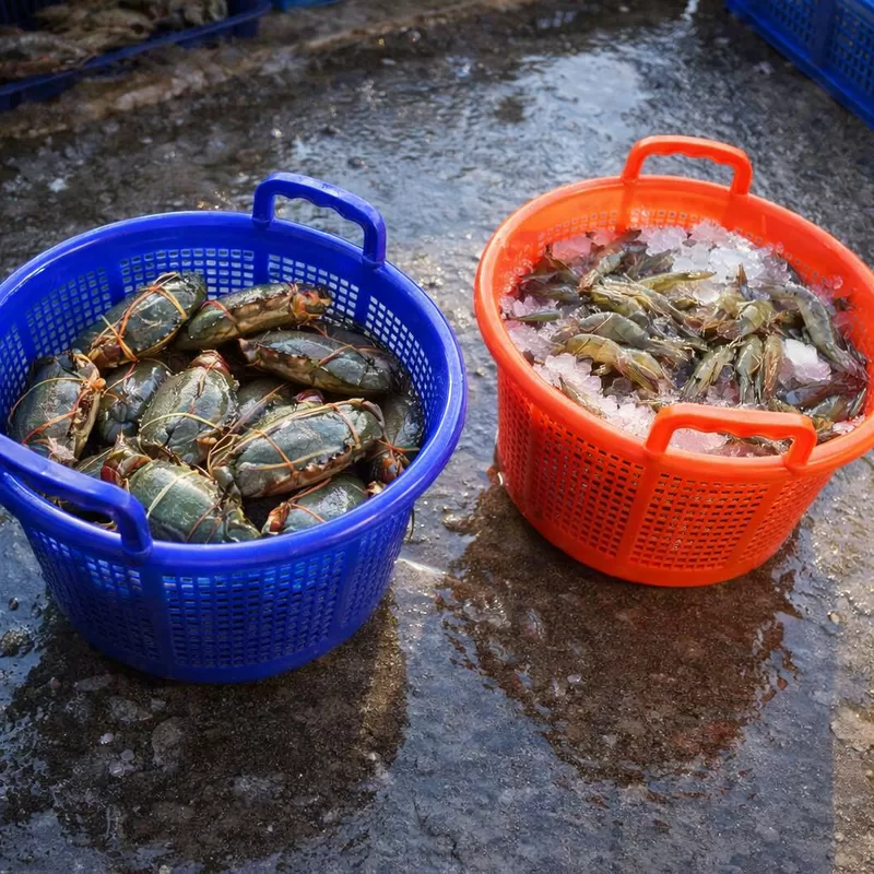 Últimos blogs de la empresa sobre What Should Buyers Check When Evaluating a Plastic Shrimp Basket Sample?